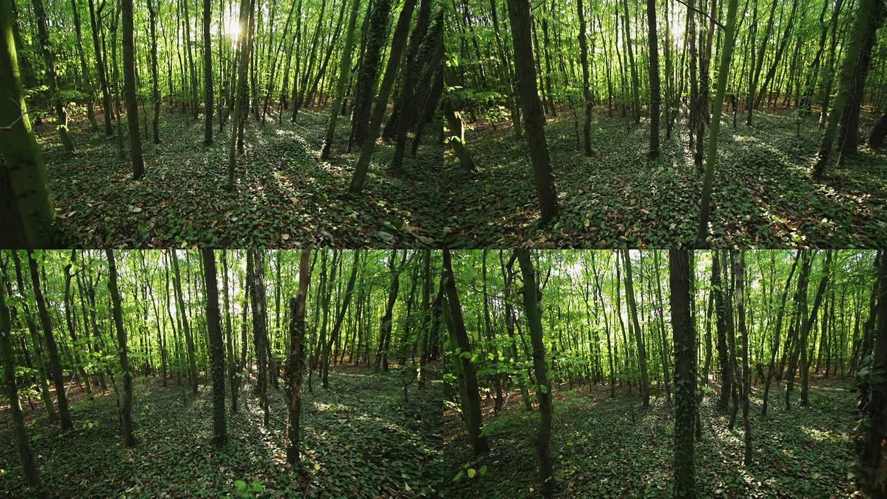 STEADYCAM：森林