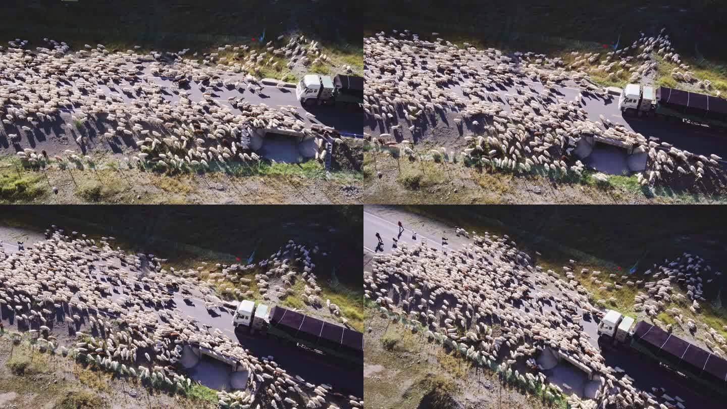 航拍公路羊群 新疆天山自然风景