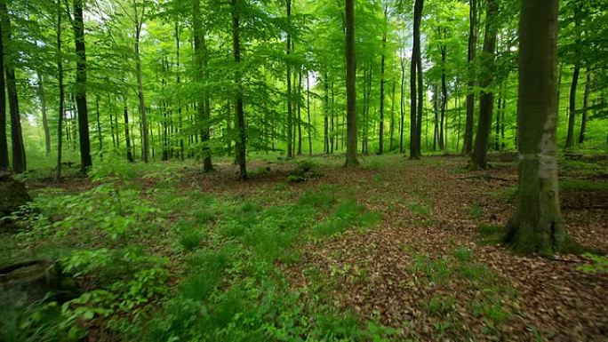 森林追踪镜头
