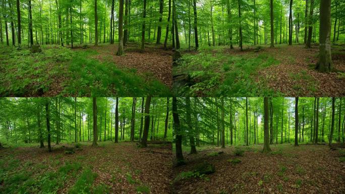 森林追踪镜头