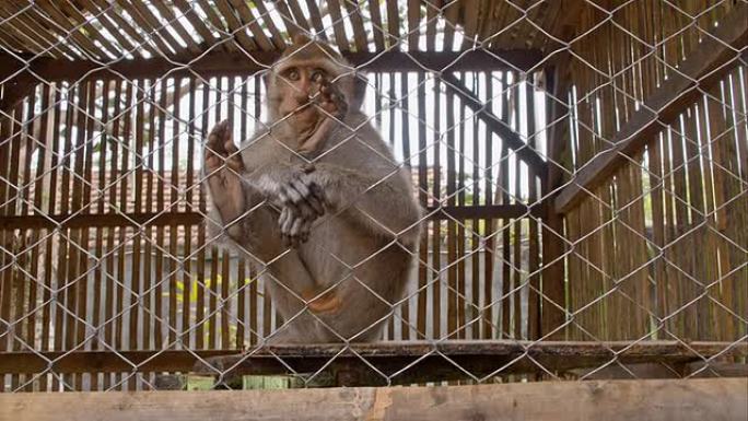 ZI游客摸猴爪动物园困在牢笼可怜伤害