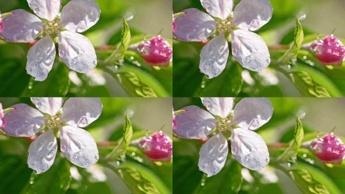 SLO MO水滴落在苹果花上