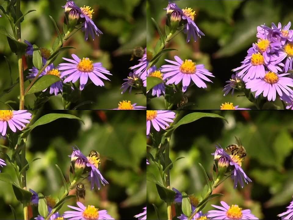 一些蜜蜂在花上飞翔PAL