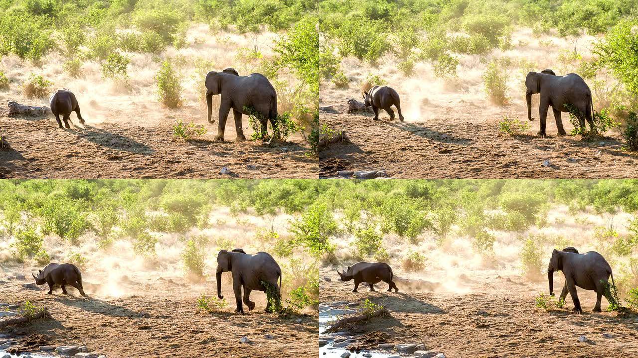 LS佐犀牛从大象身上奔跑