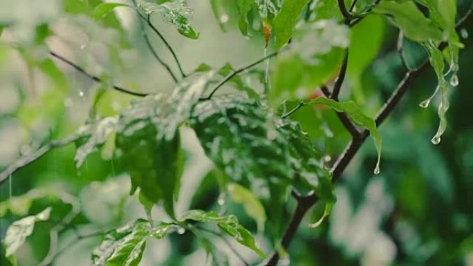 落叶的雨滴特写落叶的雨滴