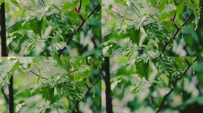 落叶的雨滴特写落叶的雨滴