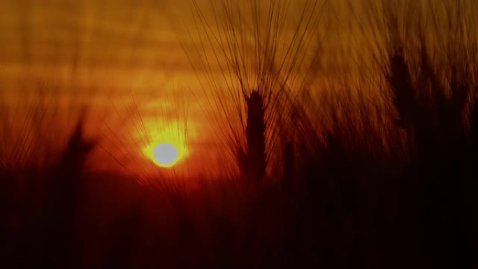 CU小麦在日落时随风摇曳