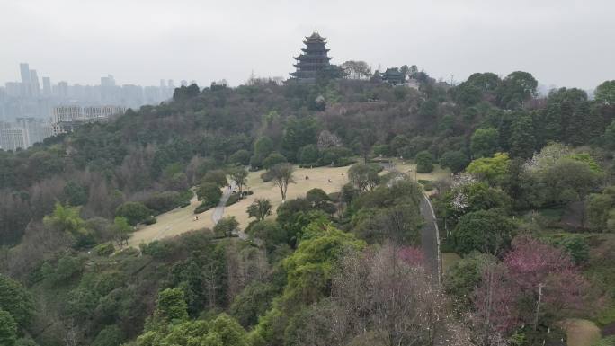 航拍春天梅花盛开的鸿恩寺公园