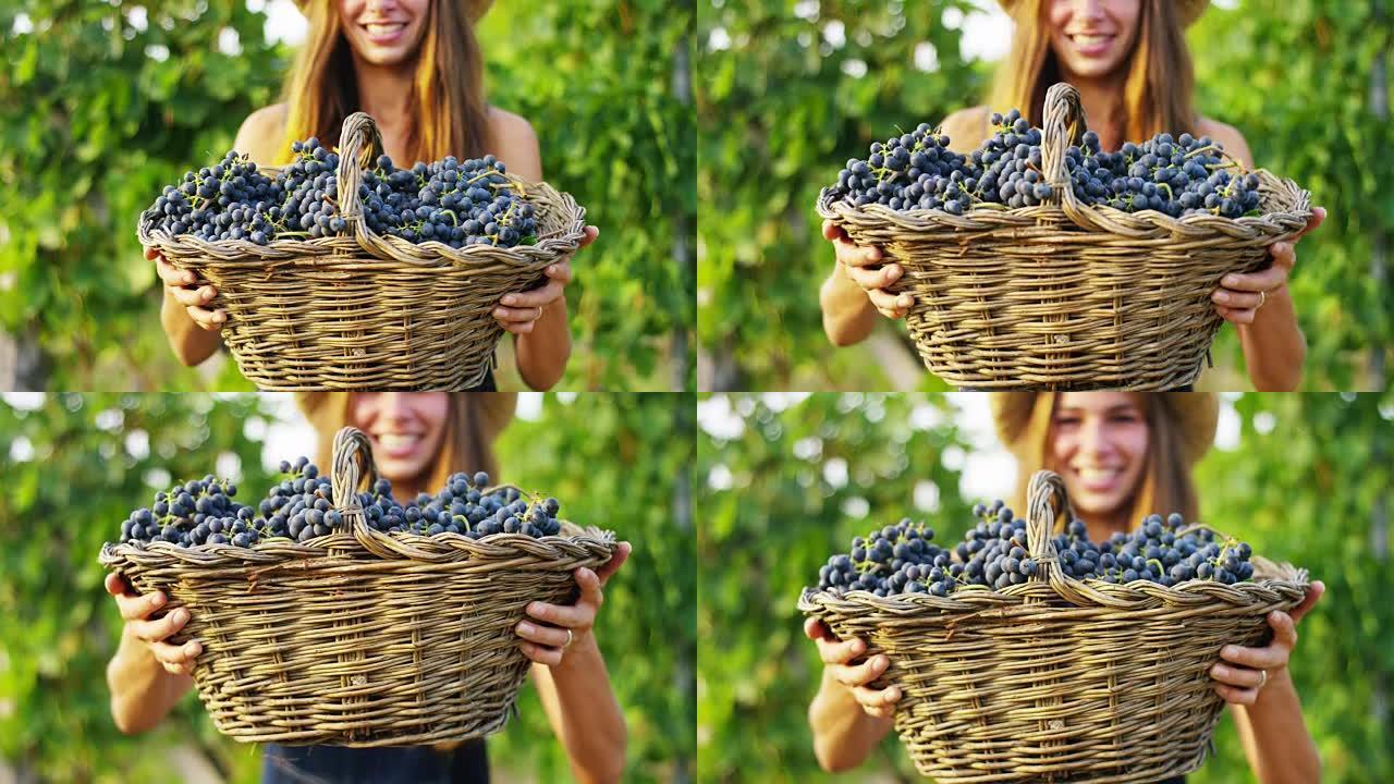 美丽的女农夫 (女人) 布鲁内特拿着一个装有紫色葡萄的篮子，在草渣中笑着微笑，在葡萄场上。