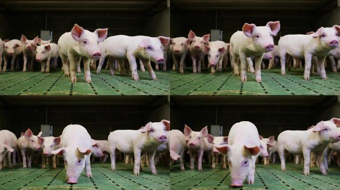 一只小狗猪在一个农民的农场的花园里带来了健康的，有机的，使它与正确的和天然的食物强壮而强劲的生长。对