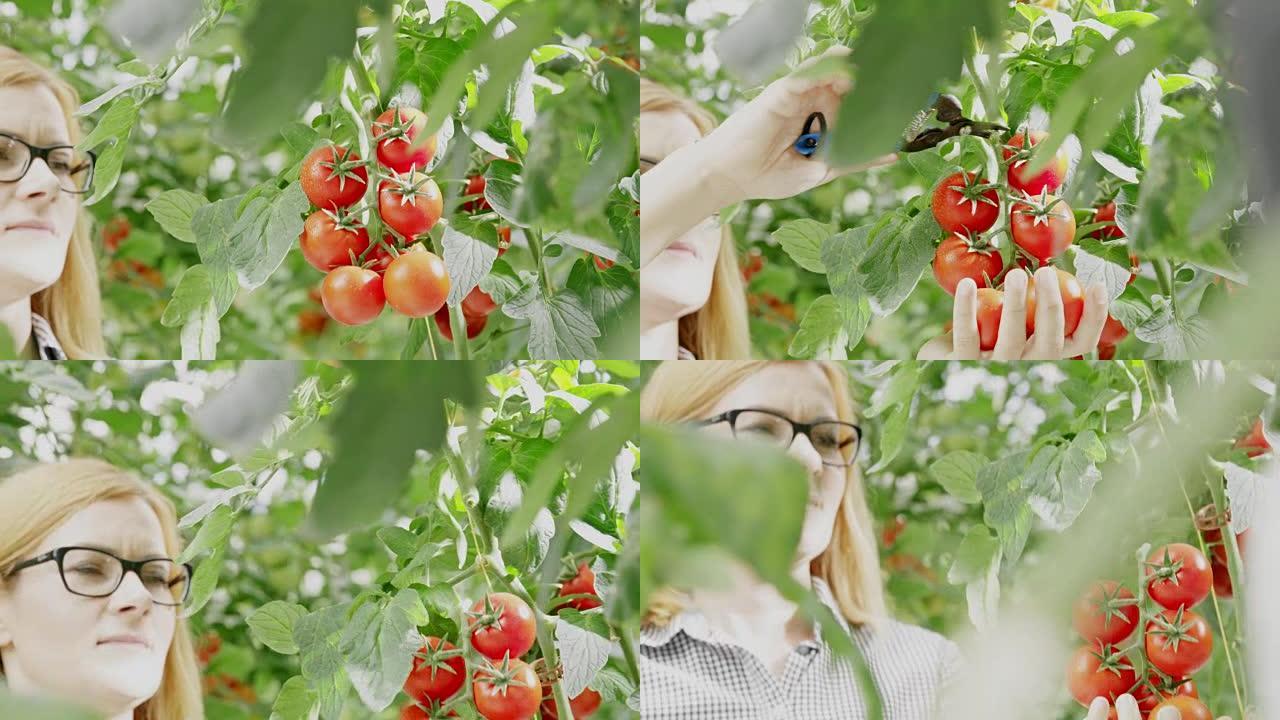 女园丁女士在温室中收获西红柿