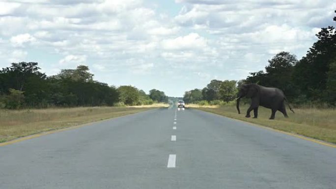 非洲象家族过马路大象过马路