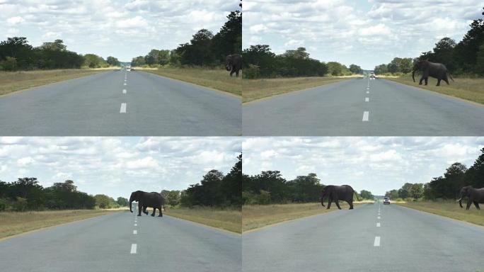 非洲象家族过马路大象过马路