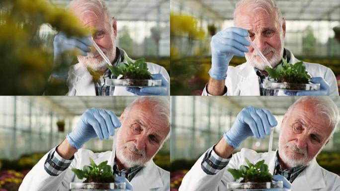 温室生物学家农民专家栽培栽种