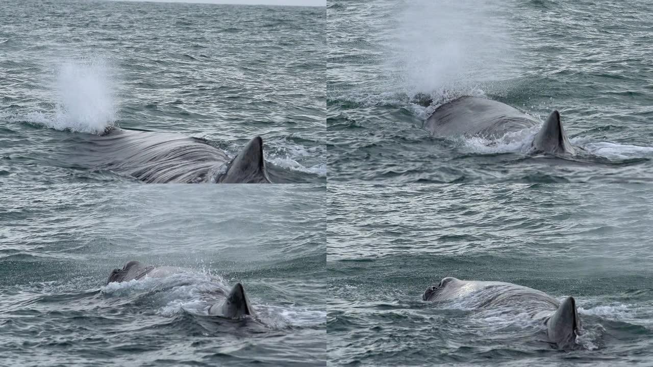 慢速运动：鲸鱼喷水
