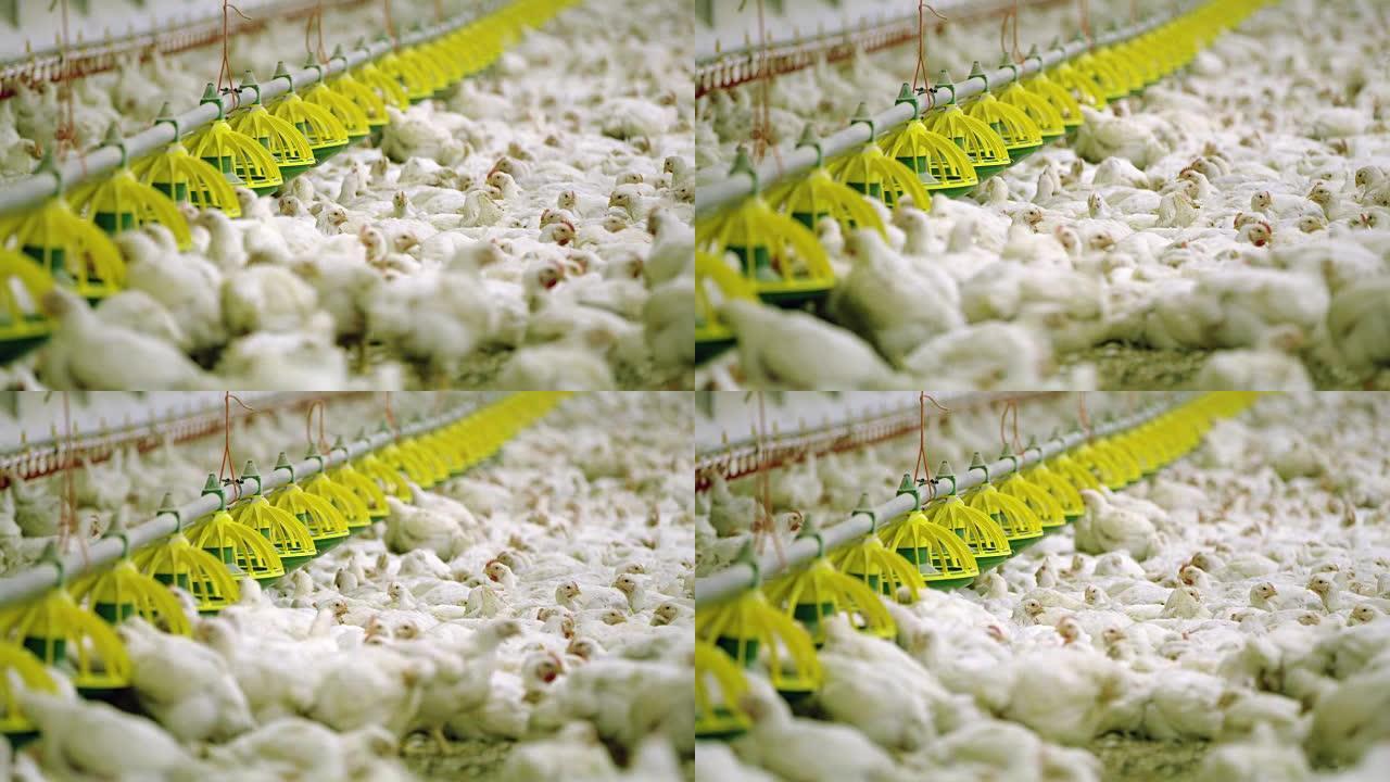WS在家禽场喂鸡养鸡场大型养鸡场