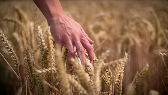 手穿过小麦手穿过小麦田