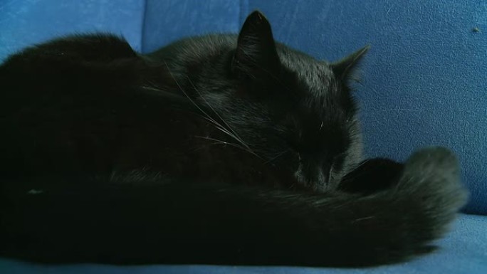 HD：黑猫试图入睡