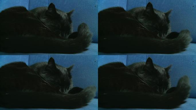 HD：黑猫试图入睡