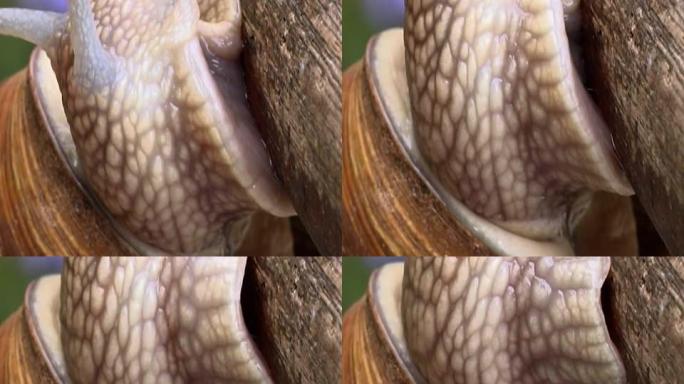 花园蜗牛NTSC触角微距壳爬行
