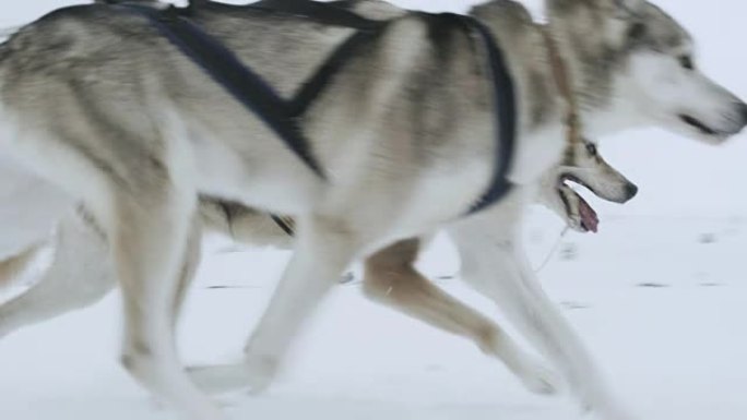 潘拉狗拉人坐在雪橇上