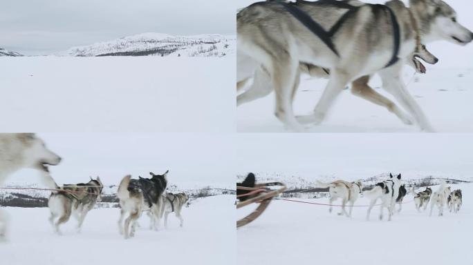 潘拉狗拉人坐在雪橇上