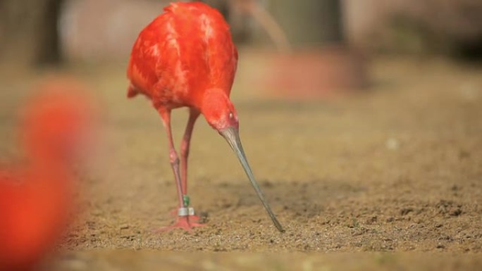 ibis公司野生动物保护生物生态飞翔飞鸟