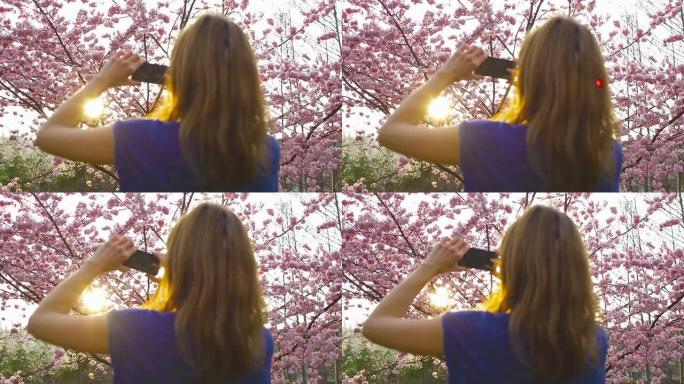 女人在日落时拍摄盛开的樱桃树的照片