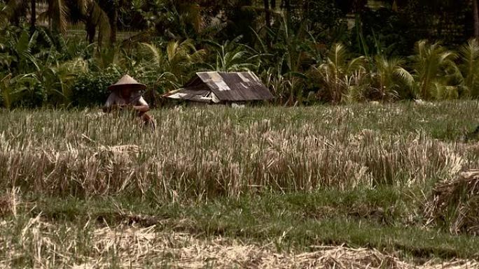 SLO MO贫穷的巴厘岛农民在稻田里