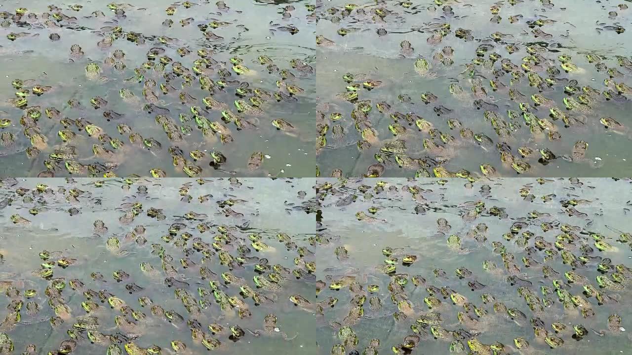 水生农场池塘中有大量青蛙