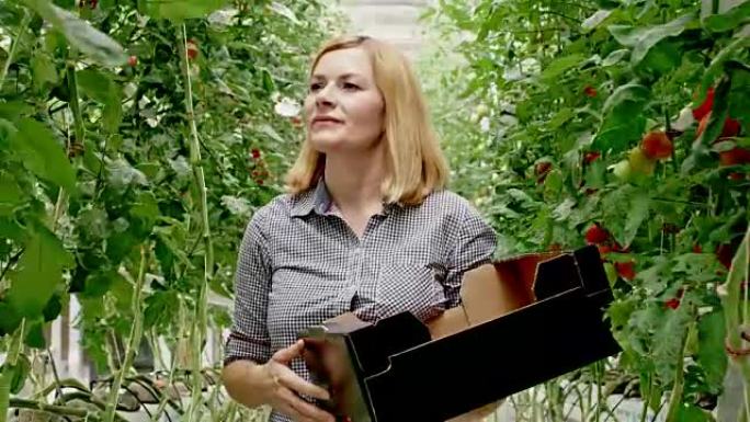 女园丁女士在温室中收获西红柿