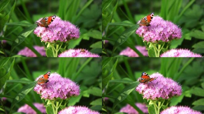 孔雀蝶野花花卉播种