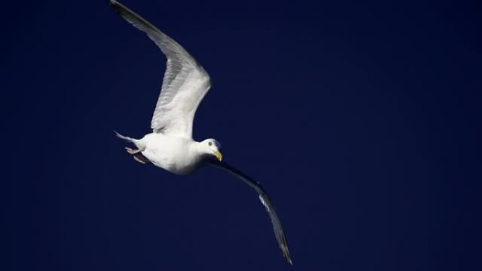 慢动作：海鸥视频素材特写镜头飞鸟飞翔