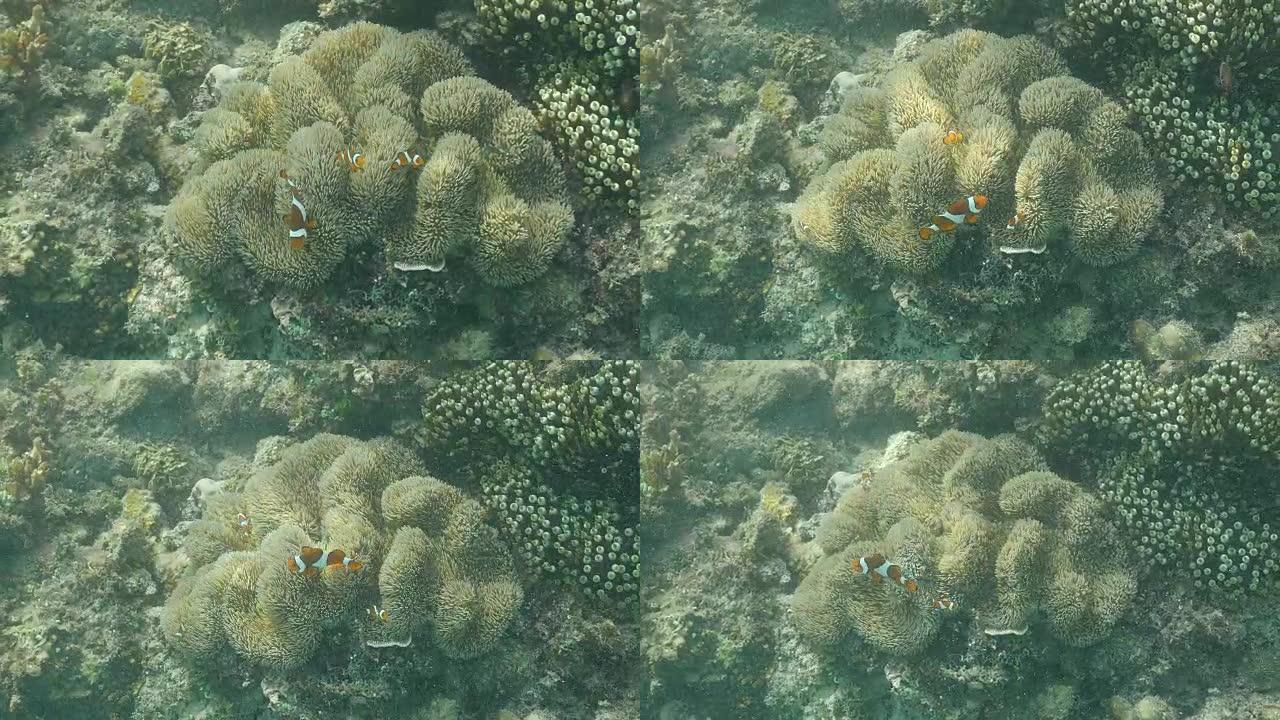 小丑鱼游过海葵小丑底