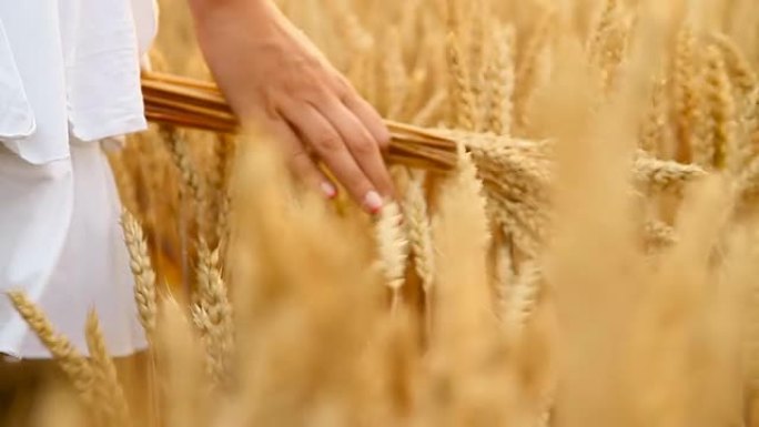 高清慢动作：女人的手触摸小麦