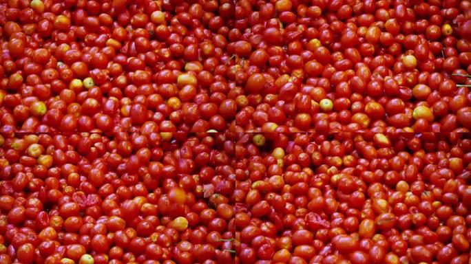 在工业西红柿中，红色西红柿进入装满水的水箱中，从泥土和碎屑中洗净，然后完全干净。