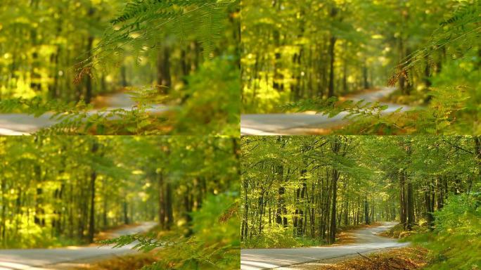 HD DOLLY：蜿蜒的森林之路