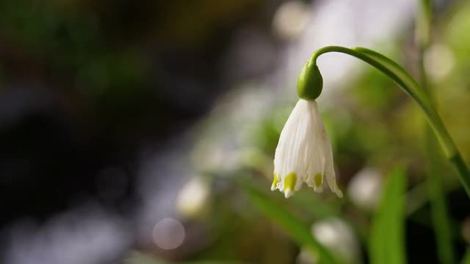 小溪边生长的SLO MO雪花莲