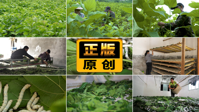 桑叶桑园桑蚕养蚕蚕吃桑叶喂蚕桑蚕养殖蚕农