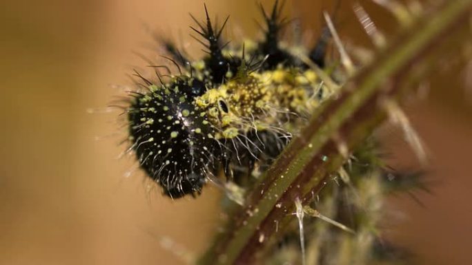 小玳瑁毛毛虫农业害虫自然界生物物种多样