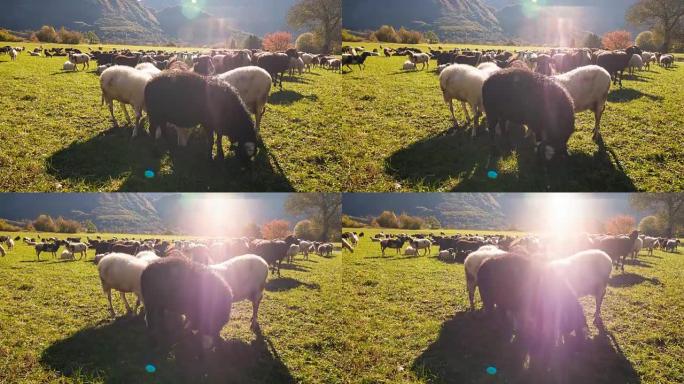 在牧场上放牧并吃草的绵羊