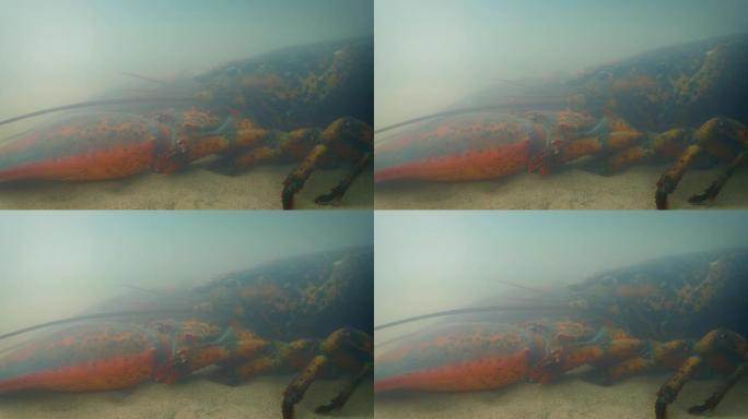 龙虾在水下移动实拍视频特写镜头大龙虾