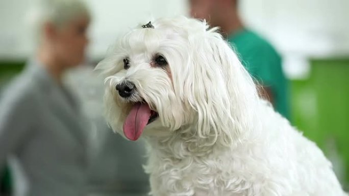兽医的狗动物行为学白色狗狗宠物医院