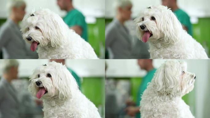 兽医的狗动物行为学白色狗狗宠物医院