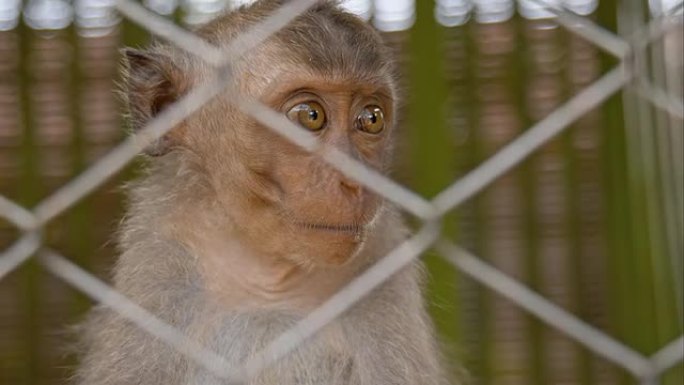 CU笼子里的猴子动物园拍摄猴子特写