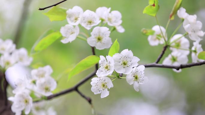 春天开花春暖花开春天发芽高帧唯美素材