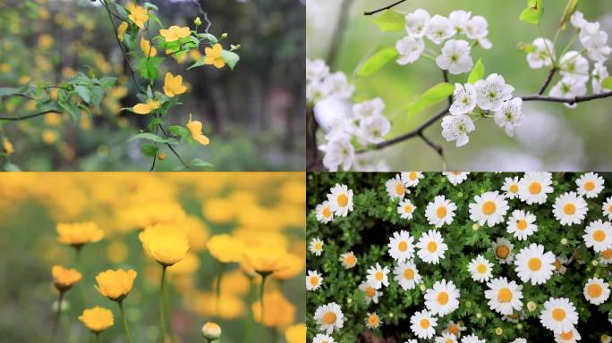 春天开花春暖花开春天发芽高帧唯美素材