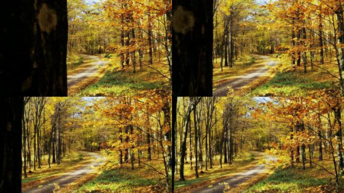 HD DOLLY：穿过森林的道路