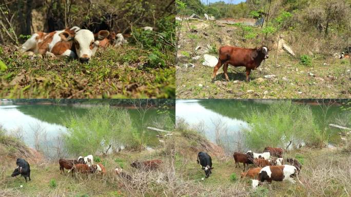放牛牛群牛吃草放养小牛大山畜牧业养殖牛犊