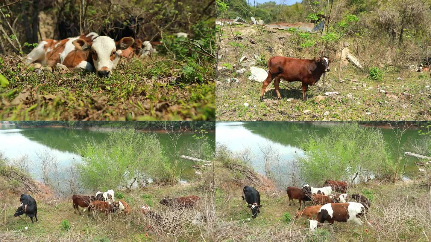 放牛牛群牛吃草放养小牛大山畜牧业养殖牛犊